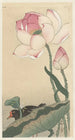 Gallinule with Lotus Flowers - Ohara Koson — artwork view