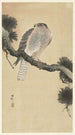 Falcon on Pine Branch - Ohara Koson — artwork view