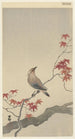 Jaseur du Japon sur érable - Ohara Koson — artwork view