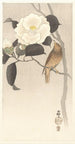 Birdsong and Camellia in Bloom - Ohara Koson — artwork view