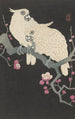Two Cockatoos and Plum Blossoms - Ohara Koson — artwork view