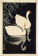 White Chinese Geese Swimming Near Reeds - Ohara Koson — artwork view