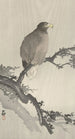 White-tailed eagle on a branch - Ohara Koson — artwork view