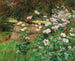 In the vegetable garden - Olga Wisinger-Florian — artwork view