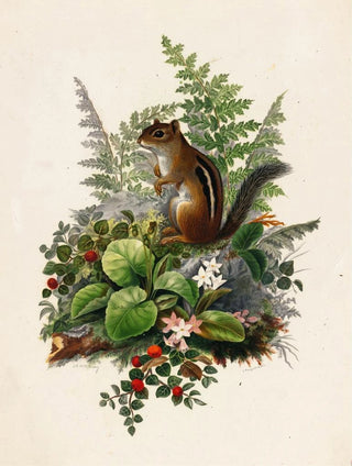 Olive E Whitney - Chipmunk.webp