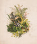 Nest of Wrens and Ferns - Olive E. Whitney — artwork view