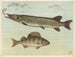 Freshwater Fish - Oluf August Hermansen — artwork view