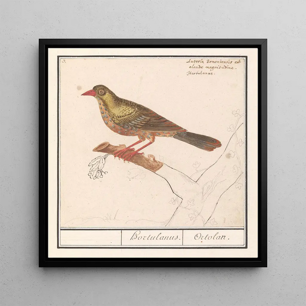 Ortolan Emberiza hortulana - Anselmus Botius de Boodt — framed artwork on a wall