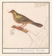 Ortolan Emberiza hortulana - Anselmus Botius de Boodt — artwork view