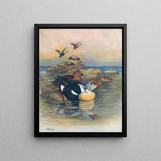 Otto Murray Dixon - King Eider II.webp