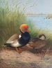 Fuligule milouin à crête rouge - Otto Murray Dixon — artwork view