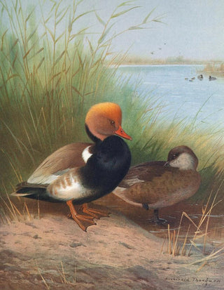 Otto Murray Dixon - RedCrested Pochard.webp