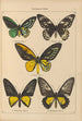 Exotic butterflies painting Pl001 - Otto Staudinger — artwork view
