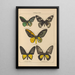 Exotic butterflies painting Pl001 - Otto Staudinger — framed artwork on a wall