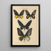 Exotic butterflies Pl002 - Otto Staudinger — framed artwork on a wall