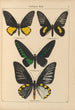 Exotic butterflies Pl002 - Otto Staudinger — artwork view