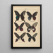 Exotic butterflies painting Pl005 - Otto Staudinger — framed artwork on a wall