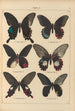 Exotic butterflies painting Pl005 - Otto Staudinger — artwork view