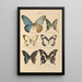 Exotic butterflies painting Pl007 - Otto Staudinger — framed artwork on a wall