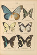 Exotic butterflies painting Pl007 - Otto Staudinger — artwork view