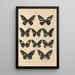 Exotic butterflies painting Pl008 - Otto Staudinger — framed artwork on a wall