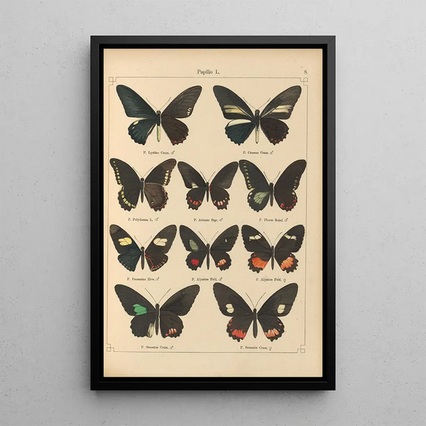Exotic butterflies painting Pl008 - Otto Staudinger — framed artwork on a wall