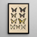 Exotic butterflies painting Pl011 - Otto Staudinger — framed artwork on a wall