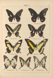 Exotic butterflies painting Pl011 - Otto Staudinger — artwork view