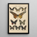 Exotic butterflies painting Pl013 - Otto Staudinger — framed artwork on a wall