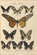 Exotic butterflies painting Pl013 - Otto Staudinger — artwork view