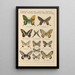 Exotic butterflies painting Pl014 - Otto Staudinger — framed artwork on a wall