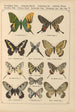 Exotic butterflies painting Pl014 - Otto Staudinger — artwork view