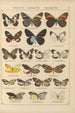 Exotic butterflies painting Pl015 - Otto Staudinger — artwork view