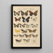 Exotic butterflies painting Pl015 - Otto Staudinger — framed artwork on a wall