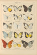 Exotic butterflies painting Pl017 - Otto Staudinger — artwork view