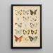 Exotic butterflies painting Pl017 - Otto Staudinger — framed artwork on a wall