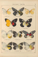 Exotic butterflies painting Pl019 - Otto Staudinger — artwork view