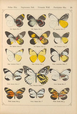 Otto Staudinger - Exotische schmetterlinge Pl020.webp
