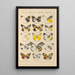 Exotic butterflies painting Pl020 - Otto Staudinger — framed artwork on a wall