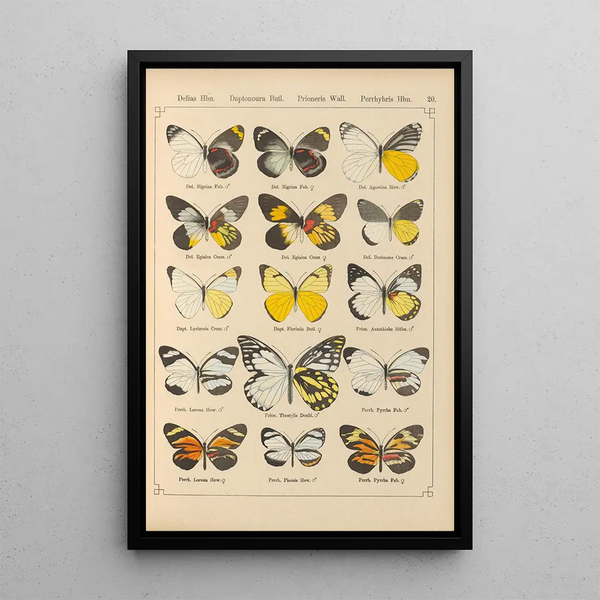 Exotic butterflies painting Pl020 - Otto Staudinger — framed artwork on a wall