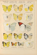 Exotic butterflies painting Pl022 - Otto Staudinger — artwork view