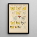 Exotic butterflies painting Pl022 - Otto Staudinger — framed artwork on a wall