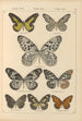 Exotic butterflies painting Pl024 - Otto Staudinger — artwork view