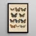 Exotic butterflies painting Pl026 - Otto Staudinger — framed artwork on a wall