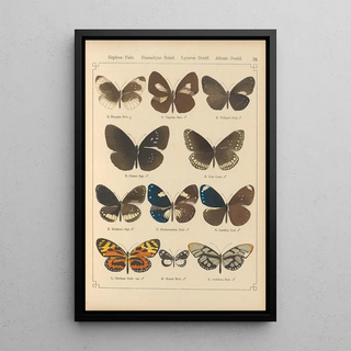 Otto Staudinger - Exotische schmetterlinge Pl026.webp