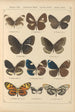 Exotic butterflies painting Pl026 - Otto Staudinger — artwork view