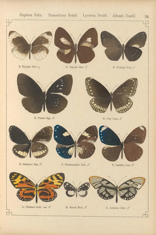 Otto Staudinger - Exotische schmetterlinge Pl026.webp