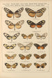 Exotic butterflies painting Pl027 - Otto Staudinger — artwork view