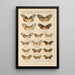 Exotic butterflies painting Pl027 - Otto Staudinger — framed artwork on a wall