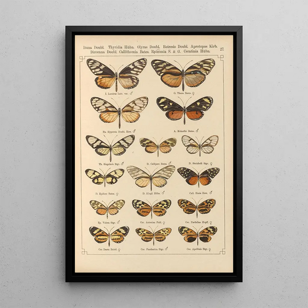 Exotic butterflies painting Pl027 - Otto Staudinger — framed artwork on a wall